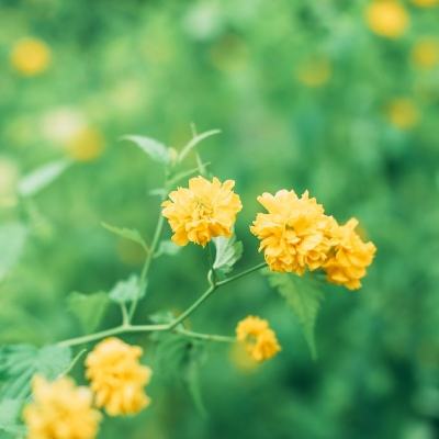 听蜀僧濬弹琴 / 听蜀僧浚弹琴